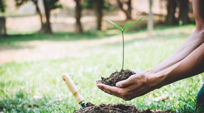 La reforestación como esfuerzo de responsabilidad social empresarial