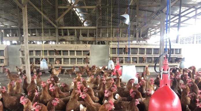 La reinvención de la industria avícola en Centroamérica para hacer frente a la pandemia